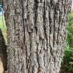 Quercus stellata Φλοιός