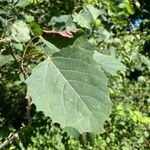 Populus grandidentataFolha