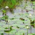 Nymphaea lotus Blüte