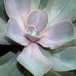 Echeveria gibbiflora 葉