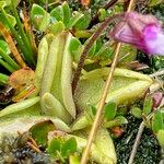Pinguicula calyptrata Hábito