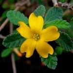 Turnera diffusa Квітка