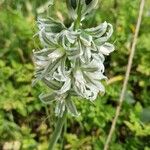 Ornithogalum boucheanum Λουλούδι