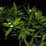 Alibertia edulis Habit