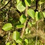 Prunus mahaleb Leaf