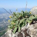 Hieracium pilosum Habitus