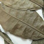 Duguetia granvilleana Otro