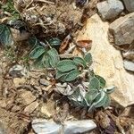 Helianthemum cinereum Leaf