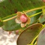 Magnolia figo Fruto