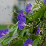 Ipomoea purpureaKvět