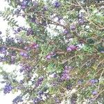 Rhaphithamnus spinosus Hábito