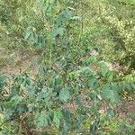 Indigofera australis Leaf