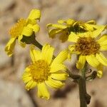 Jacobaea auricula Flor