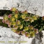 Saxifraga facchinii Flor