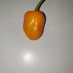 Capsicum chinenseFruchs