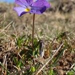 Viola calcarata Hábito