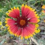 Gaillardia aristataKvet