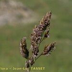 Patzkea paniculata Cvet