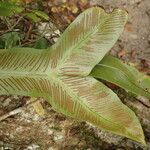 Asplenium africanum Lehti