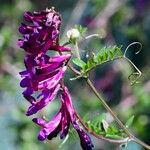 Vicia eriocarpa Blodyn