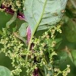 Chenopodium polyspermum Blad