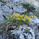 Draba aizoides Агульны выгляд