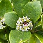 Skimmia japonica Leht