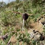 Vachellia drepanolobium кора