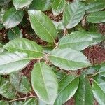 Elaeagnus macrophylla 葉