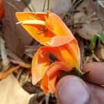 Erythrina fusca Cvet