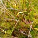 Carex pauciflora Fruto