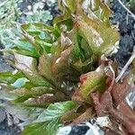 Paeonia lactiflora Leaf