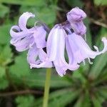 Hyacinthoides hispanica Kukka