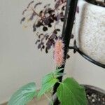 Acalypha macrostachya Flower