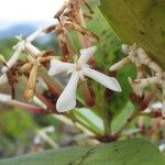 Ixora lecardii Blüte