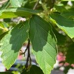 Hamamelis virginiana Fuelha