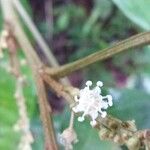 Croton schiedeanus Floare