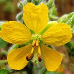 Senna hirsuta Flors