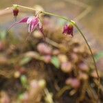 Bulbophyllum intertextum