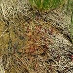 Salicornia rubra Blad