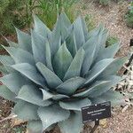 Agave havardiana 形态