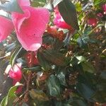 Camellia japonica Fleur