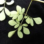 Boenninghausenia albiflora आदत