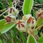 Melhania ovata Fruit