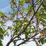Prunus cerasus Deilen