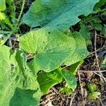 Arctium nemorosum 叶