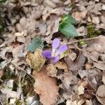 Viola hirta Λουλούδι