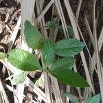 Struchium sparganophorum Leaf