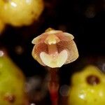 Bulbophyllum keekee Blüte