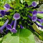 Iochroma cyaneum Blomma
